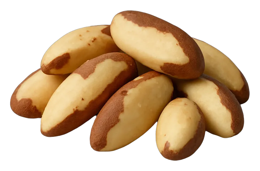 Wholesale brazil nuts