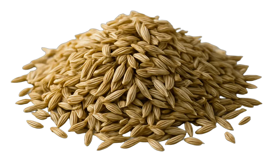 Wholesale fennel
