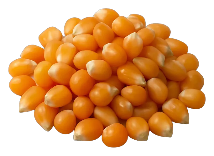 Wholesale popcorn