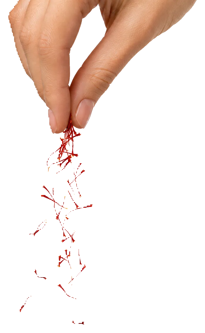 Close-up detail of wholesale saffron